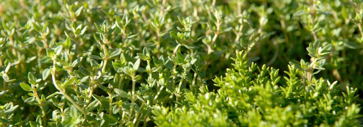 thyme, cimbru